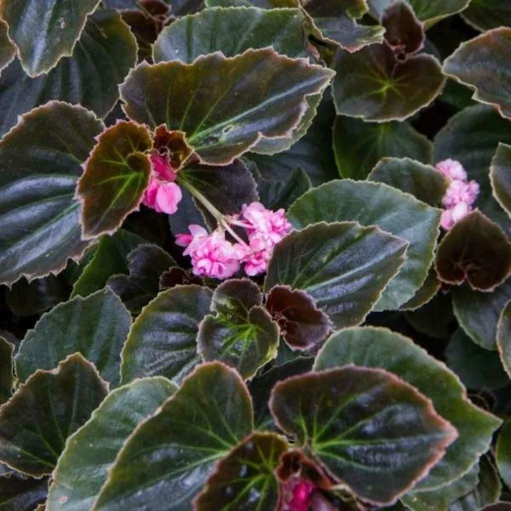 Rooted Begonia Starter Plants - Double Lady Francis Pink - Ideal Houseplant for Home Decor - Begonia spp.