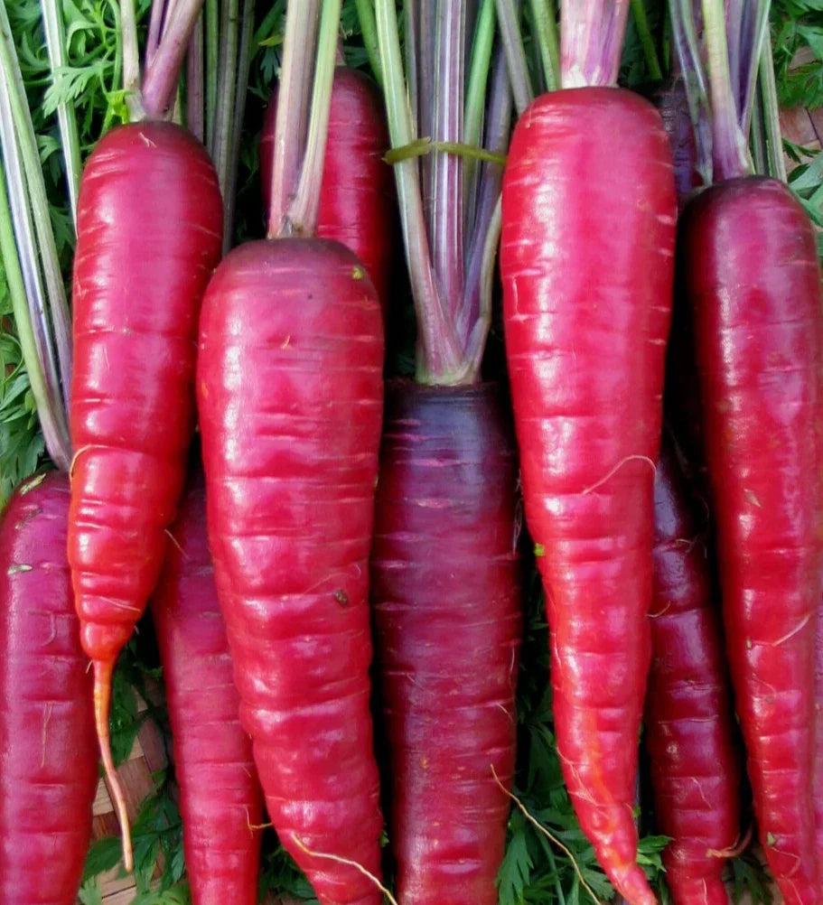 Purple Carrot Seeds 500+ "Cosmic" Non-GMO Vegetable Garden Plants Daucus carota
