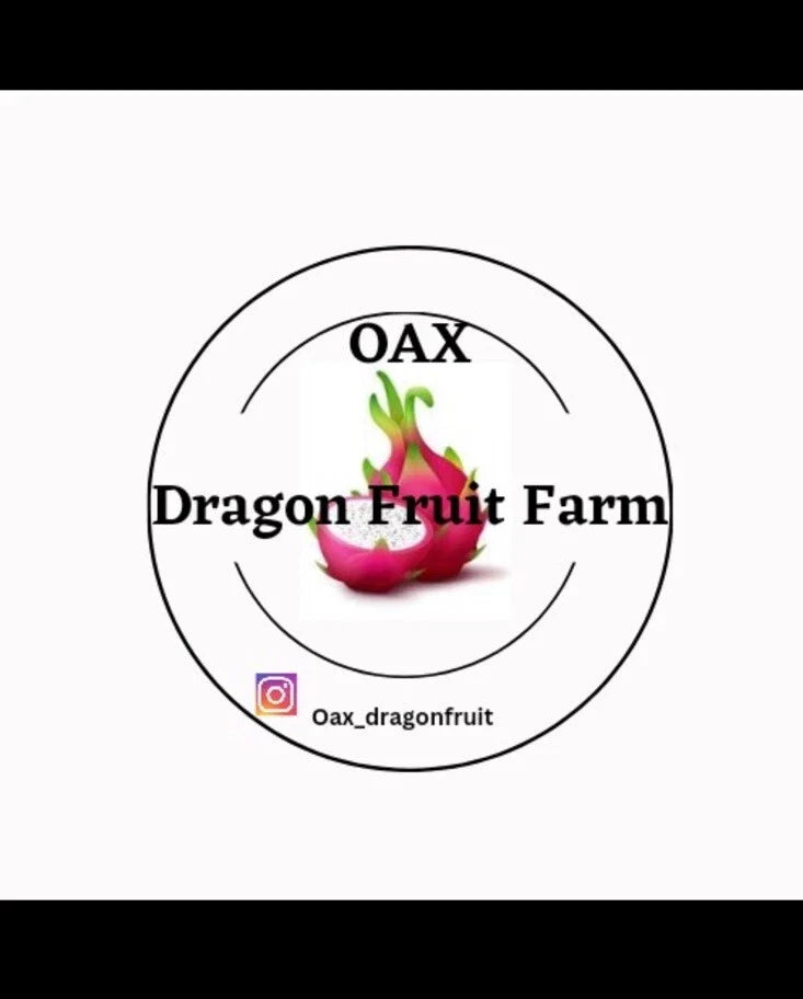 Purple Haze Dragon Fruit Cuttings - Mature Plant Propagation - Hylocereus undatus