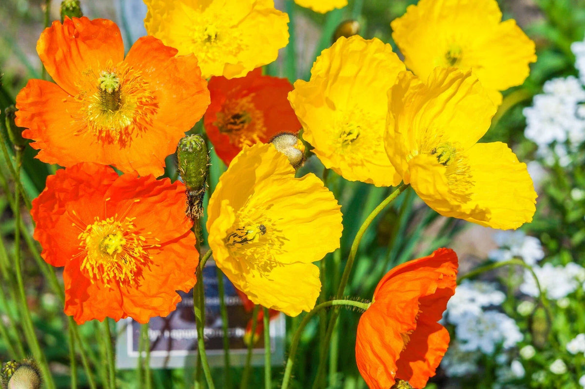 Welsh Poppy Seeds, 154 Seeds, Orange & Yellow Flowers, Blooming in Shade, Papaver cambricum, USA Seller