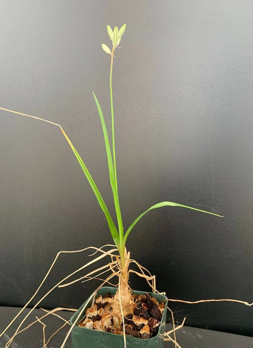 Trachyandra saltii Succulent Plant in 2.5" Pot - Rare Rooted Variety - Unique Houseplant