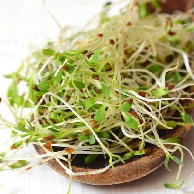 True Alfalfa Seeds - 1000+ Count - Non-GMO Vegetable Seeds for Asian Salad - Medicago sativa