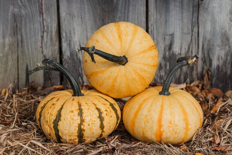 Tiger Stripe Pumpkin Seeds - 20 Organic Seeds - Cucurbita pepo - USA Grown, Free Shipping