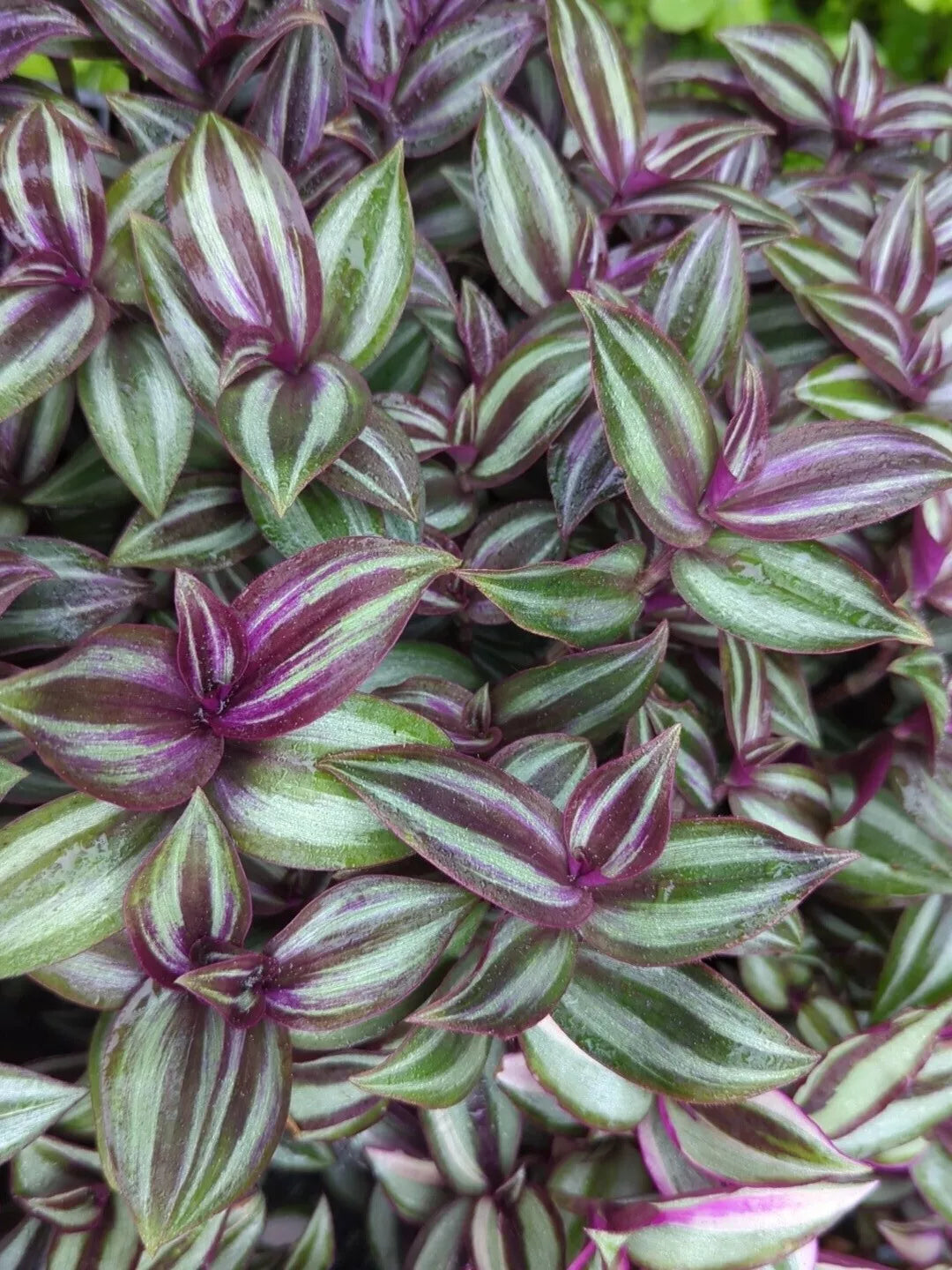 Rare Tradescantia "Evanesce" Cuttings - 8 Live Wandering Jew Plant Cuttings - Thrives in Cold Conditions