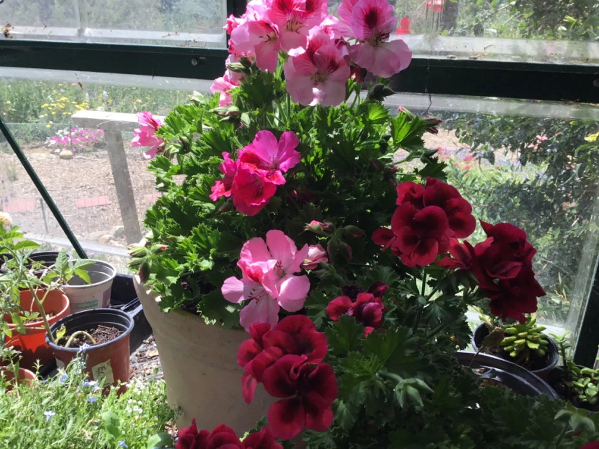 Martha Washington Geranium Cuttings 4-Pack Pelargonium Mix Rooting Starter Plants