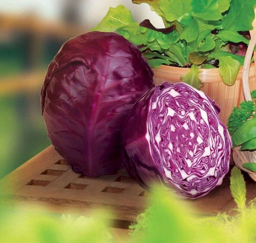 Red Acre Cabbage Seeds - Organic Heirloom - Non-GMO - 200+ Seeds - Brassica oleracea