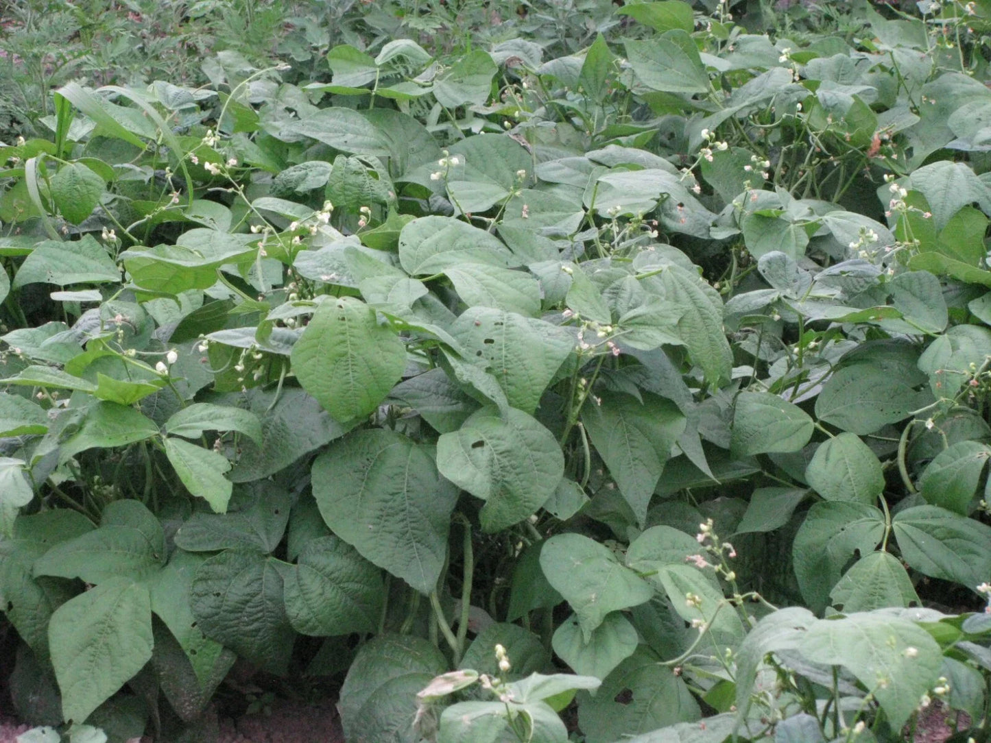 Strike Snap Bush Bean Seeds 50+ | Phaseolus vulgaris | Non-GMO, Heirloom Vegetable Seeds for Home Gardening
