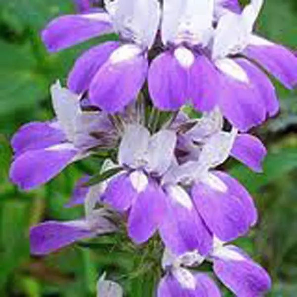 Chinese Houses Seeds, 100 Count, Unique Delicate Flowers, Beautiful Blooms, Collinsia heterophylla