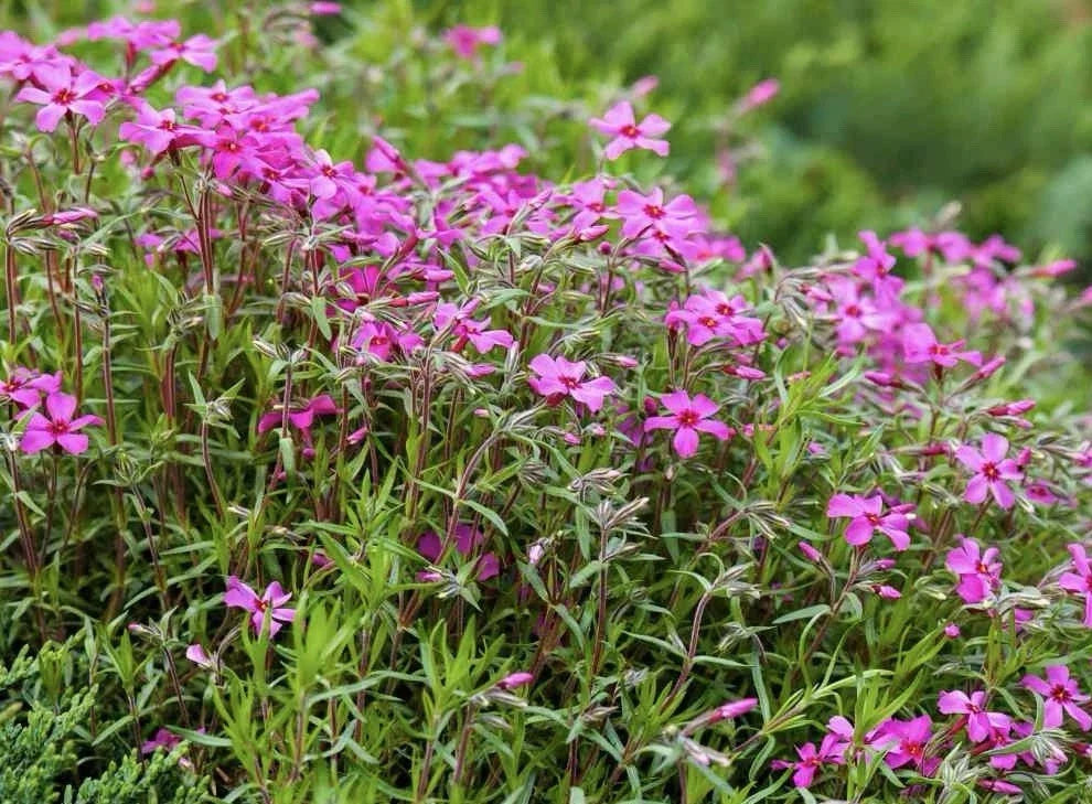 Gypsophila Seeds - 100 Pack - Rose Variety (Gypsophila Repens) - Flower Seeds - USA Seller