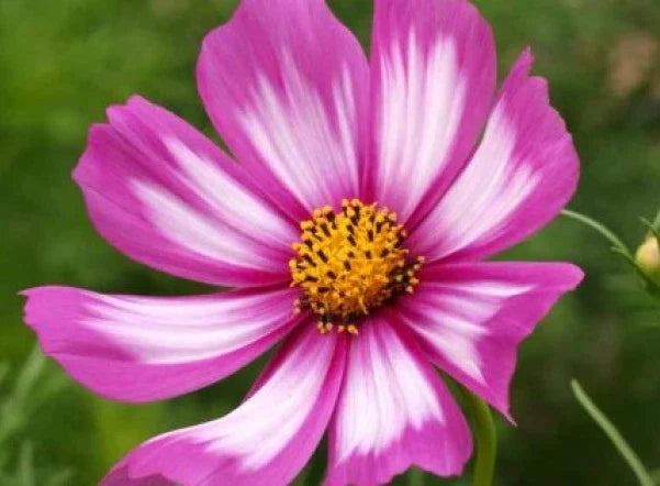 Cosmos Candystripe Flower Seeds - 30 Fresh Seeds, Colorful Blooms, Garden Annual, Cosmos bipinnatus - Free USA Shipping