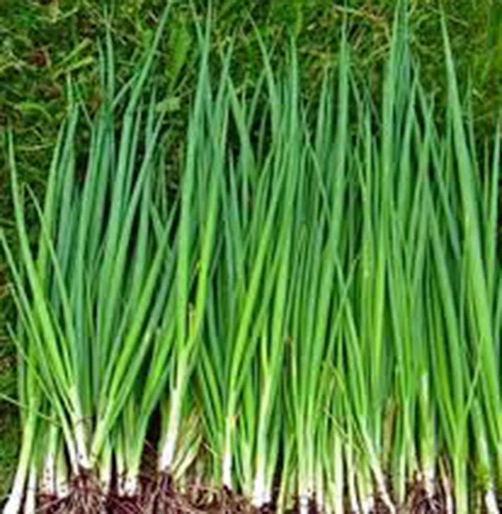 Onion Seeds, 500+ Heirloom Tokyo Long White, Non-GMO, Ideal for Salads, Allium fistulosum