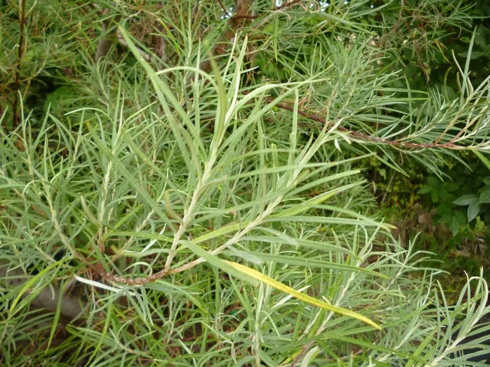 Rosemary Willow Tree Cuttings - 24 Pack - Attractive Landscape or Privacy Bush - Salix rosemary