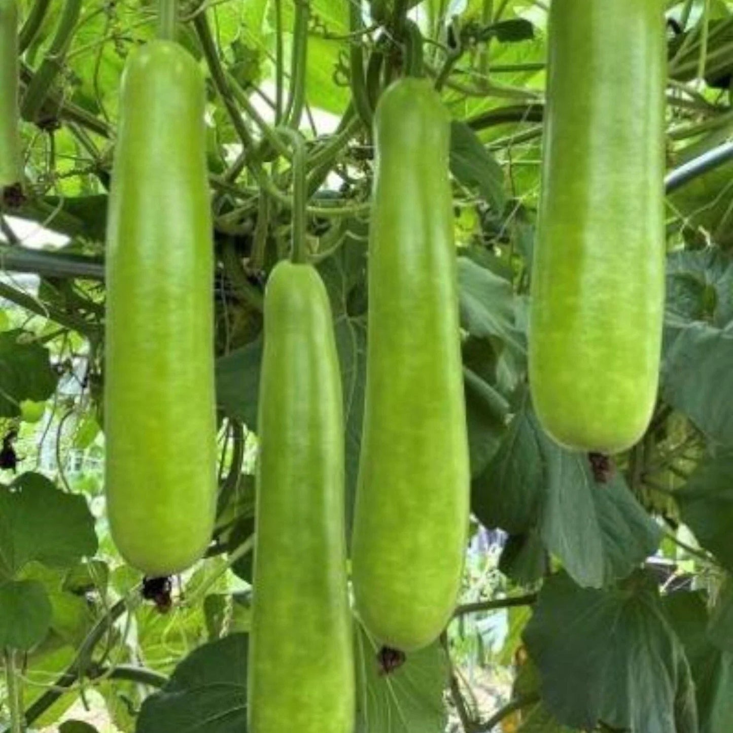 Long Bottle Gourd Seeds - 35pcs Non-GMO Calabash Gourd Seeds for Planting - Vegetable Gardening Essentials