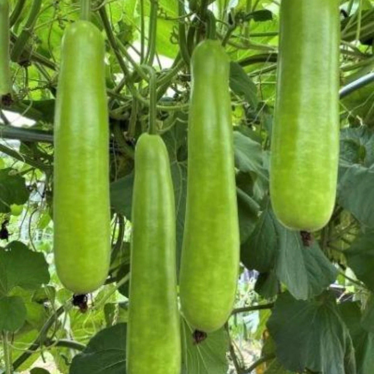 Long Bottle Gourd Seeds - 35pcs Non-GMO Calabash Gourd Seeds for Planting - Vegetable Gardening Essentials