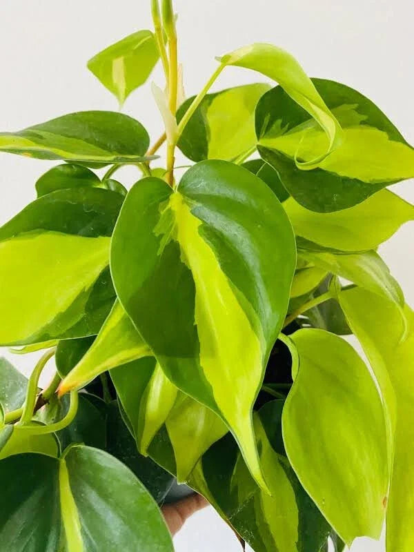 Philodendron Brasil Cuttings - 3 Unrooted Live House Plant - Philodendron hederaceum