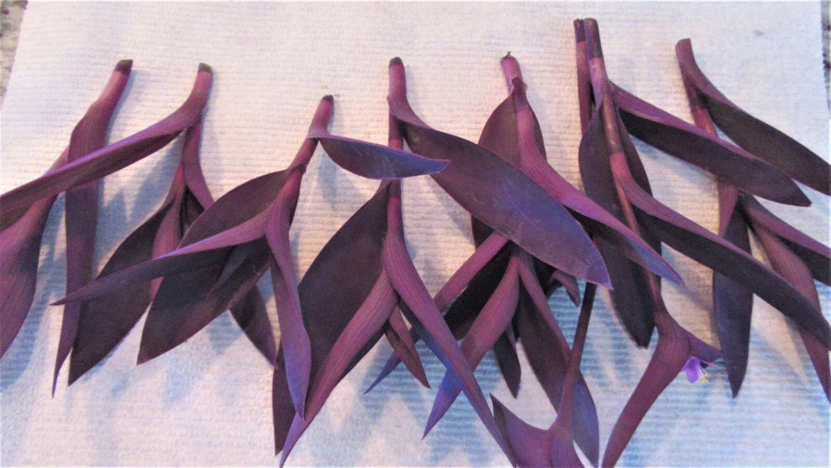 Purple Heart Cuttings - 8 Live Stem Cuttings - Tradescantia Pallida Purpurea - Indoor Plant Decor