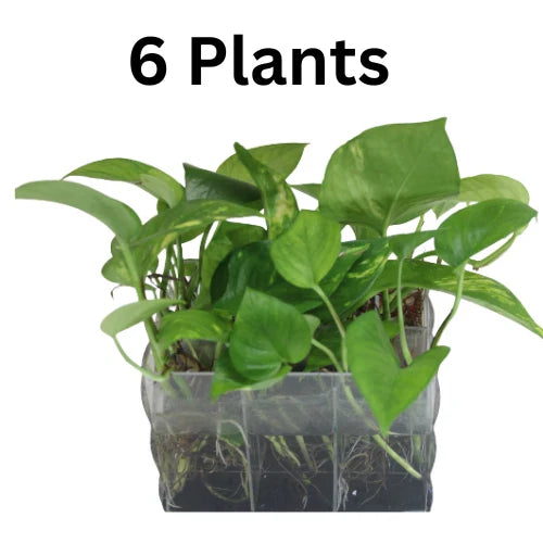 Rooted Starter Plants Cuttings Golden Pothos, Epipremnum aureum, Indoor Houseplant, Easy Care Greenery