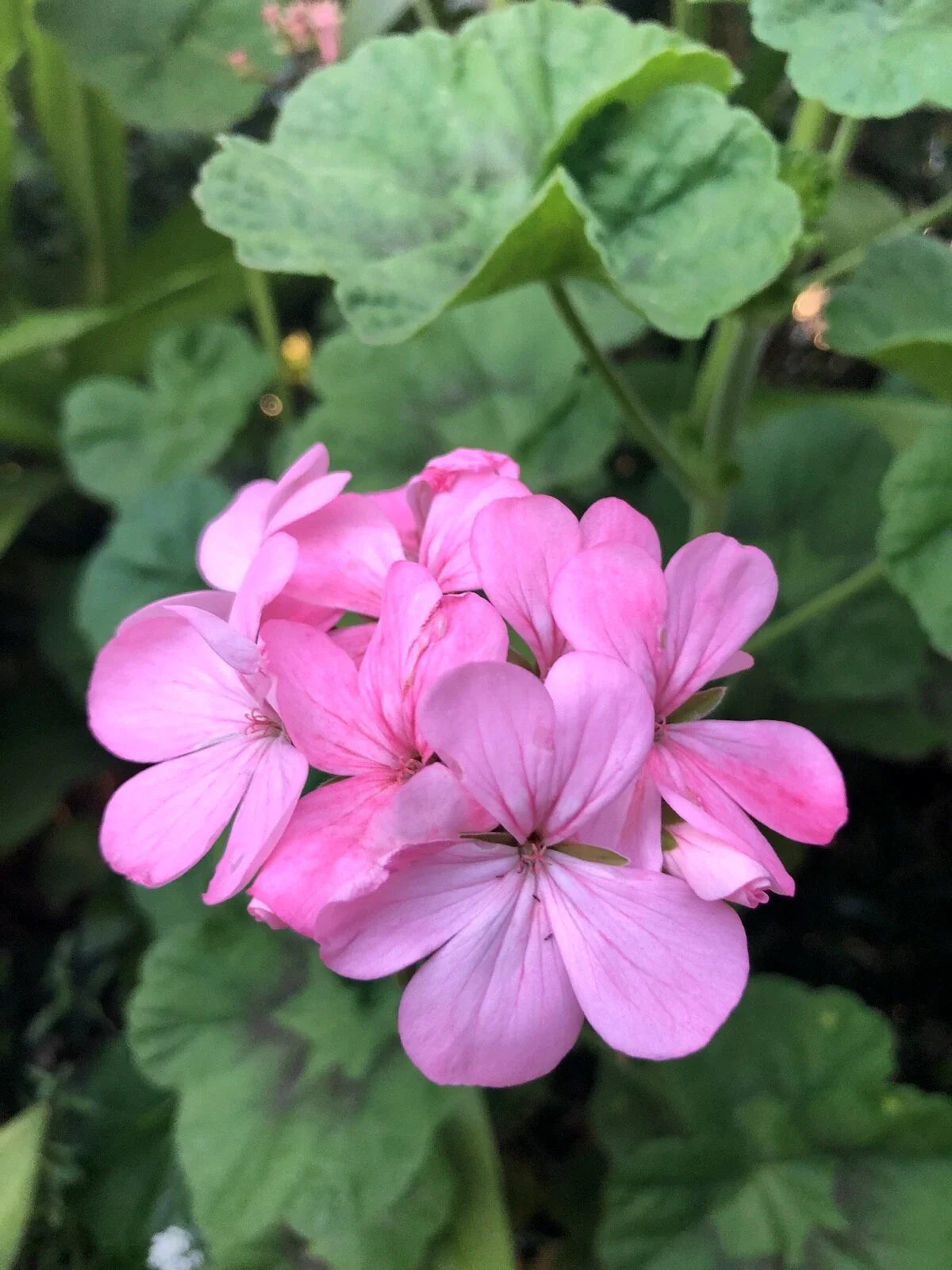 Bubblegum Pink Pelargonium Zonal Geranium Cuttings - Fresh Live Plant 4x8" - Ideal for Home Gardens and Indoor Decor