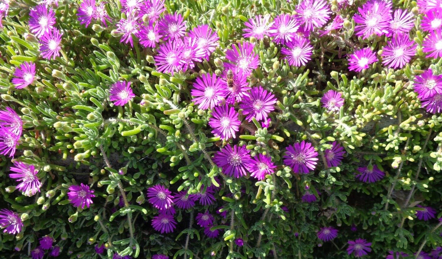 Creeping Ice Plant Cuttings 4-7" Purple/Pink Succulent Ground Cover Delosperma Cooperi 12 Pieces