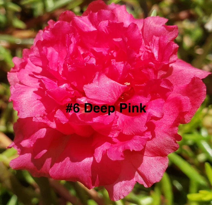 Moss Rose Cuttings 10 Unrooted Deep Pink Portulaca Grandiflora