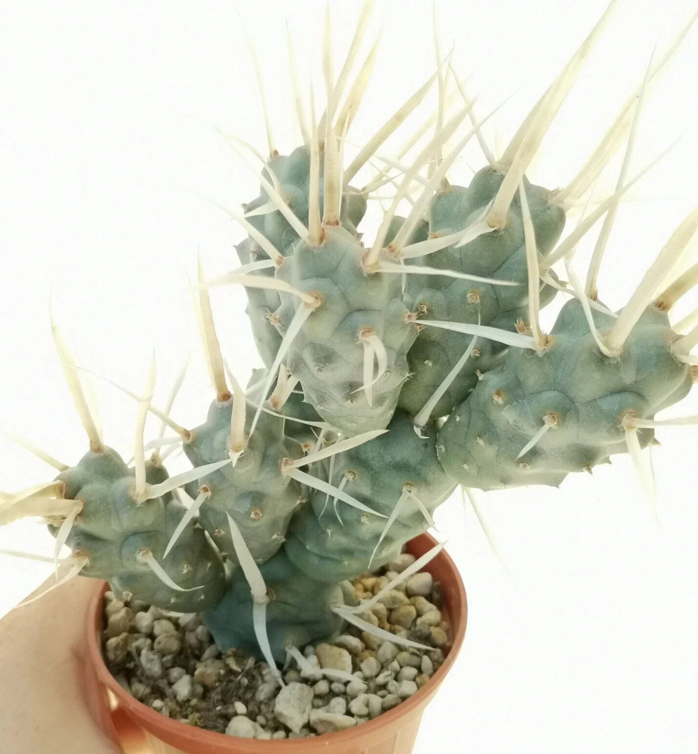 Tephrocactus Articulatus Var. Papyracanthus Cutting - 2" Long Rare Cactus Pup, Unique Succulent Plant
