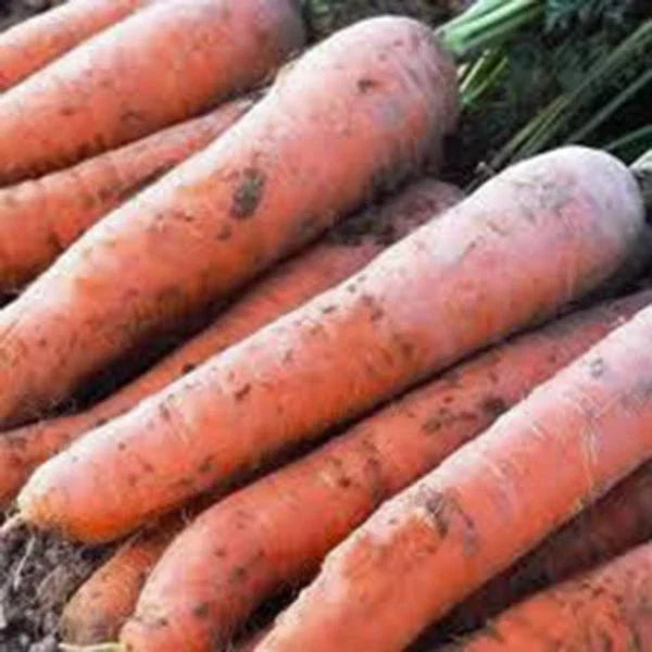 Scarlet Nantes Carrot Seeds - Heirloom Variety, Non-GMO, 1000+ Seeds, Perfect for Home Gardening