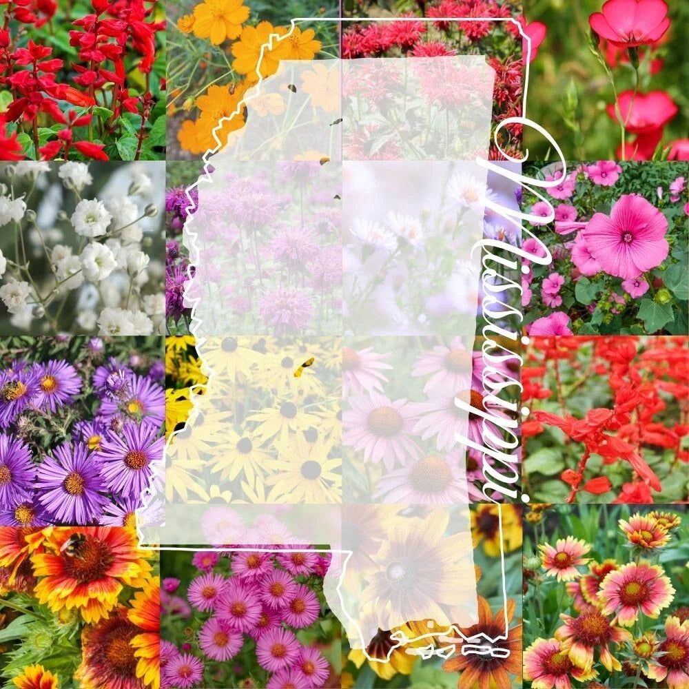 Mississippi Wildflower Seed Mix 1/4LB Bulk Mix for Colorful Blooms - Native Flower Seeds for 2,000 sq ft Garden (Various Species)