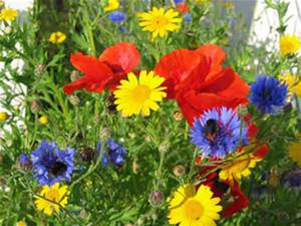 Wildflower Seed Mix, 4 oz, Colorful Garden Borders, Native Flower Blend, Wildflower Seeds, Eco-Friendly Planting Mix
