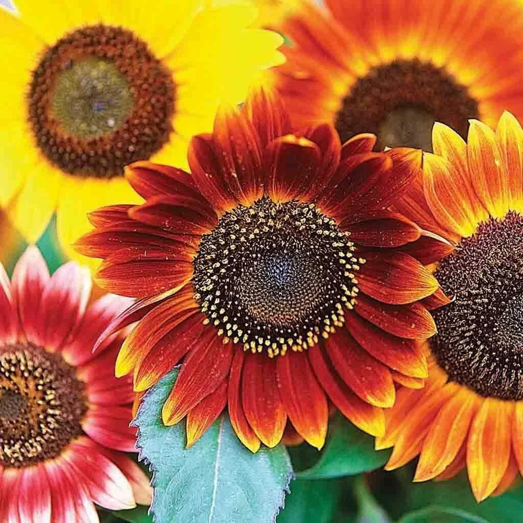 Sunflower Seeds for Planting | Evening Sunset Blend | 25+ Seeds | Orange and Yellow Flowers | Helianthus annuus
