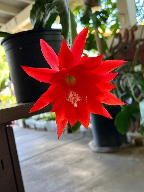 Live Orchid Cactus 8" Tall in 4" Pot Red Blooms Rare Epiphyllum