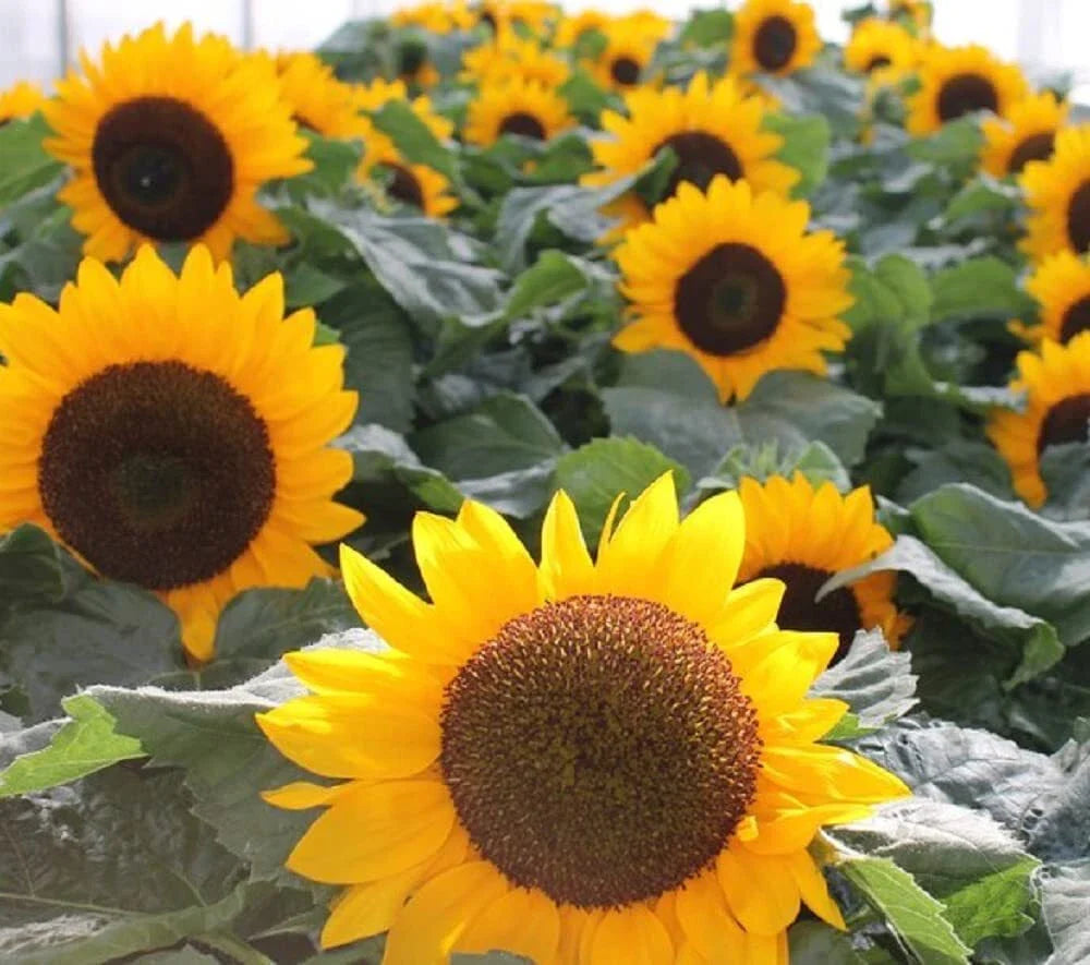 Sunspot Sunflower Seeds | 30g Heirloom Non-GMO Flower Seeds | Helianthus annuus