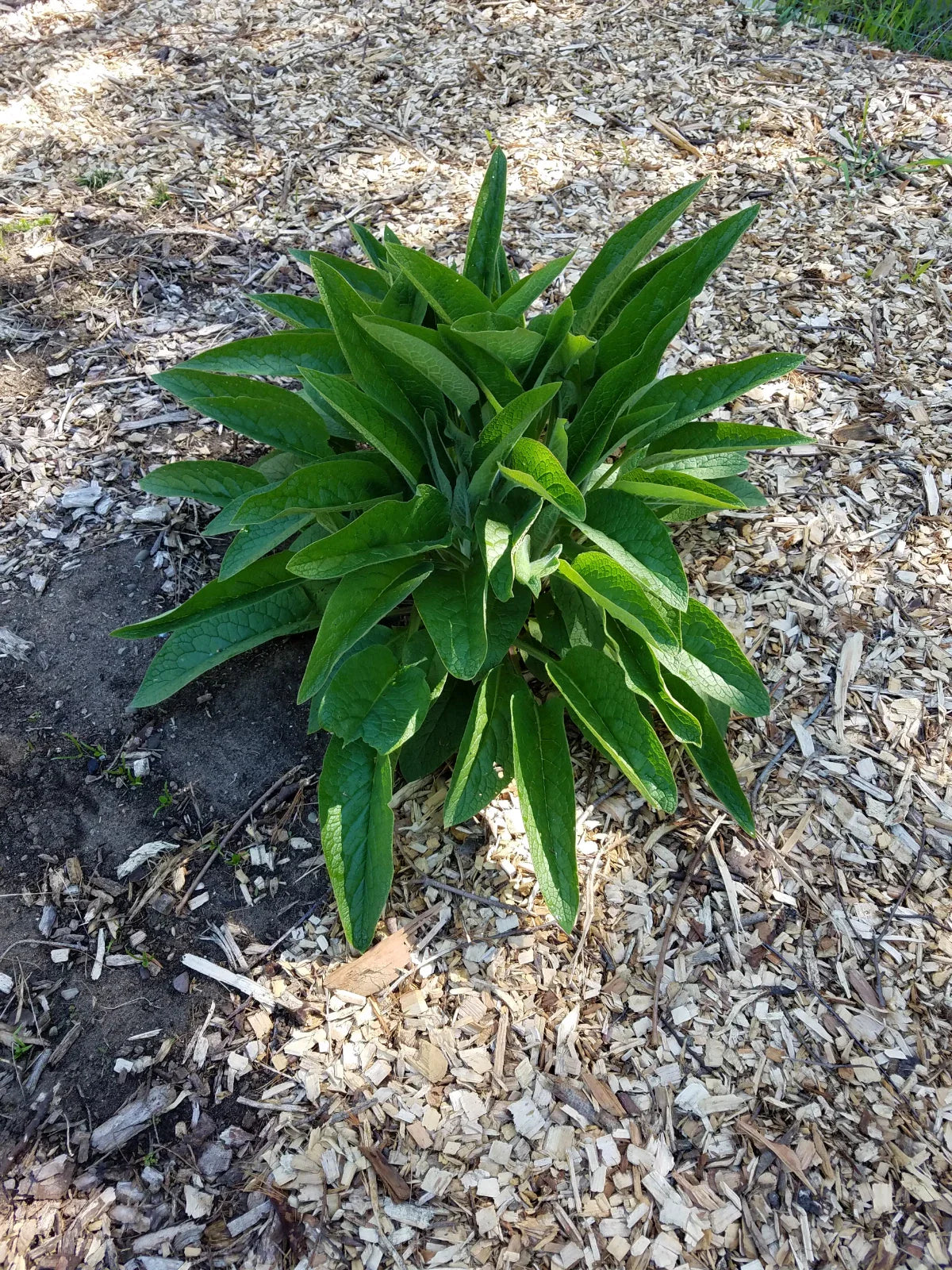 Comfrey Root Cuttings - 5 Pack - Russian Bocking 14 - Symphytum × uplandicum - 1-3 Inch Root Plants