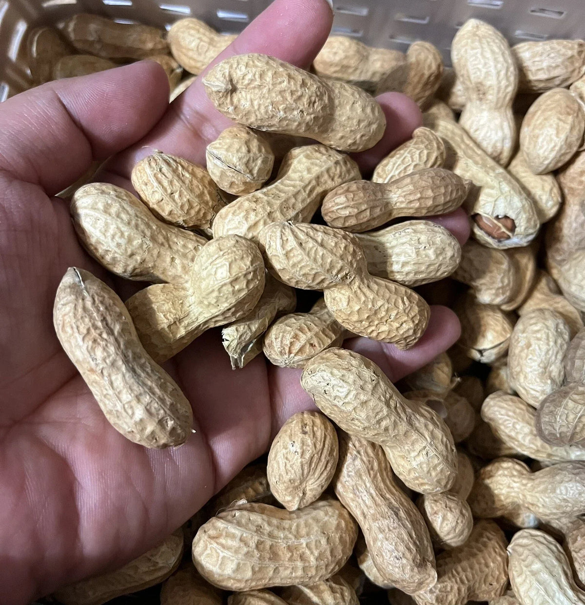 Virginia Jumbo Peanut Seeds - 40+ Count for Planting - Arachis hypogaea - High Yield Variety