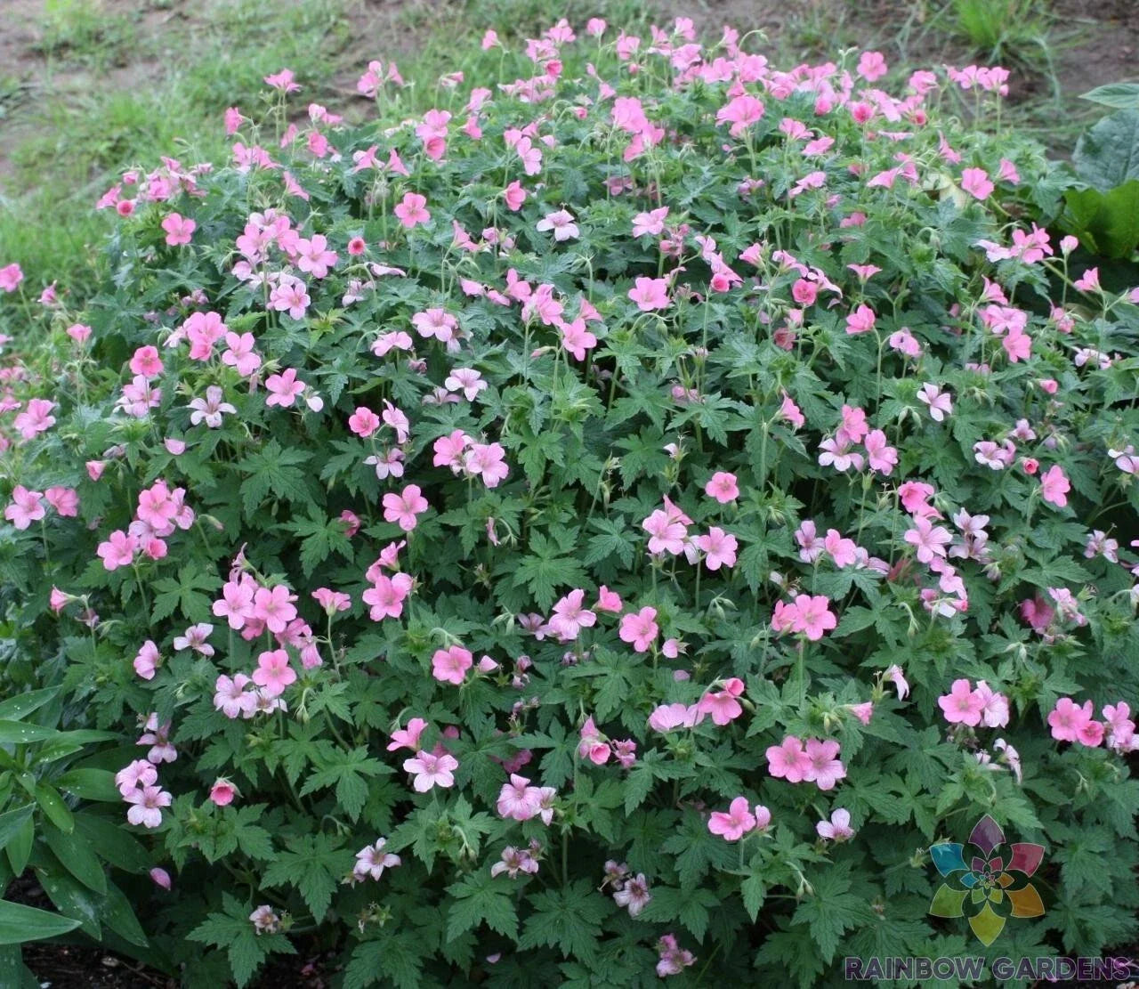 25+ Geranium Seeds for Garden Planting - Wageningen Variety - Pelargonium x hortorum - USA, Free Shipping