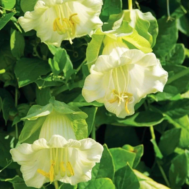 Cobaea White Cathedral Bells Vine Seeds - 5 Pack - Cup & Saucer Flower - Unique Climbing Plant