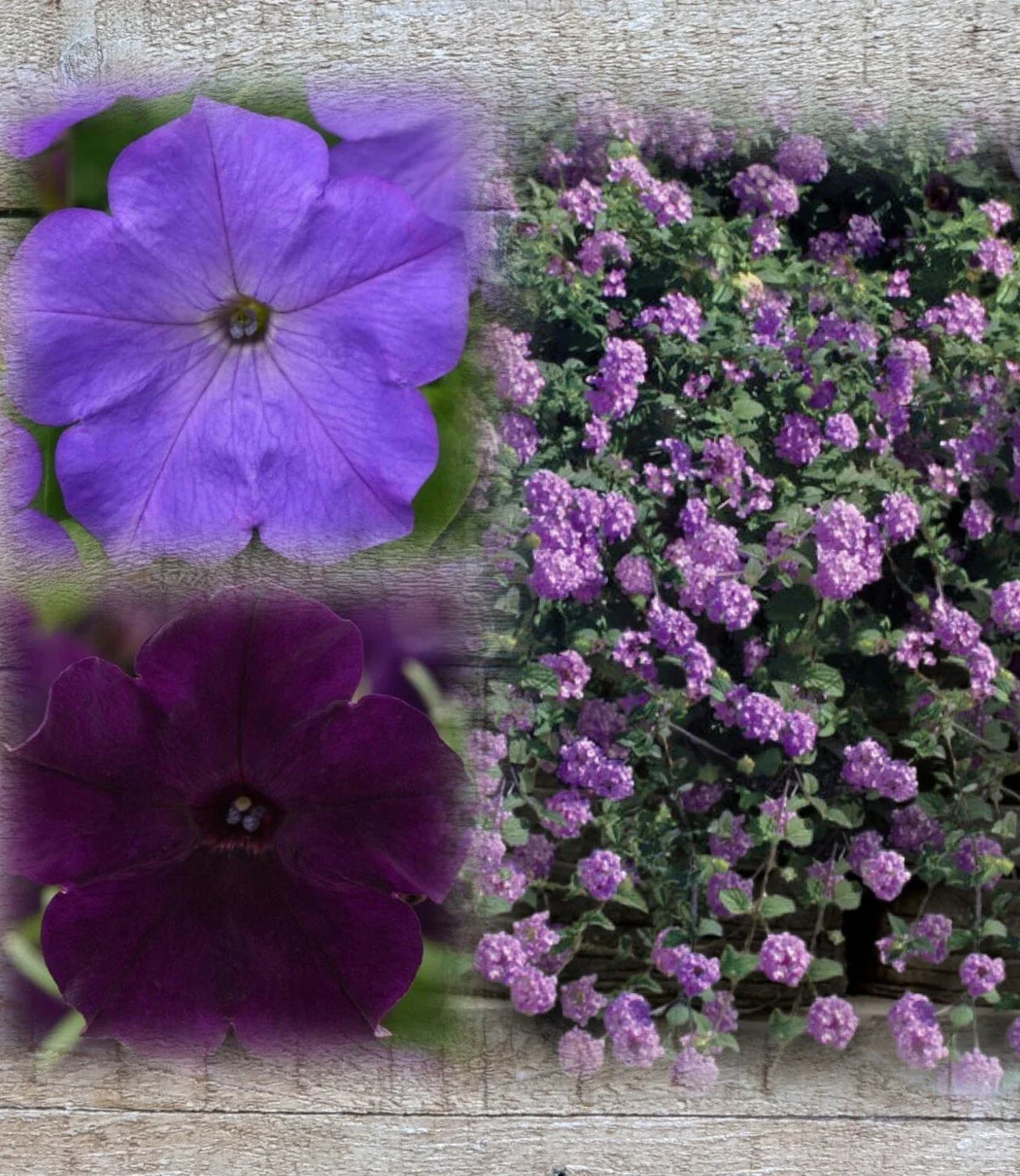 Lantana & Petunia Combo Live Plants Plugs, 6" Baby Plants, Dark Purple & Lavender, Lantana Trailing Lavender, Petunia Easy Wave