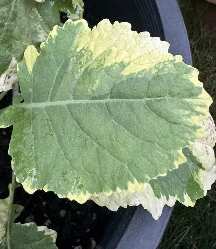 Tree Collards Cuttings - Kosmic Kale - Brassica Oleracea Var. Alboglabra - Organic Plant Propagation