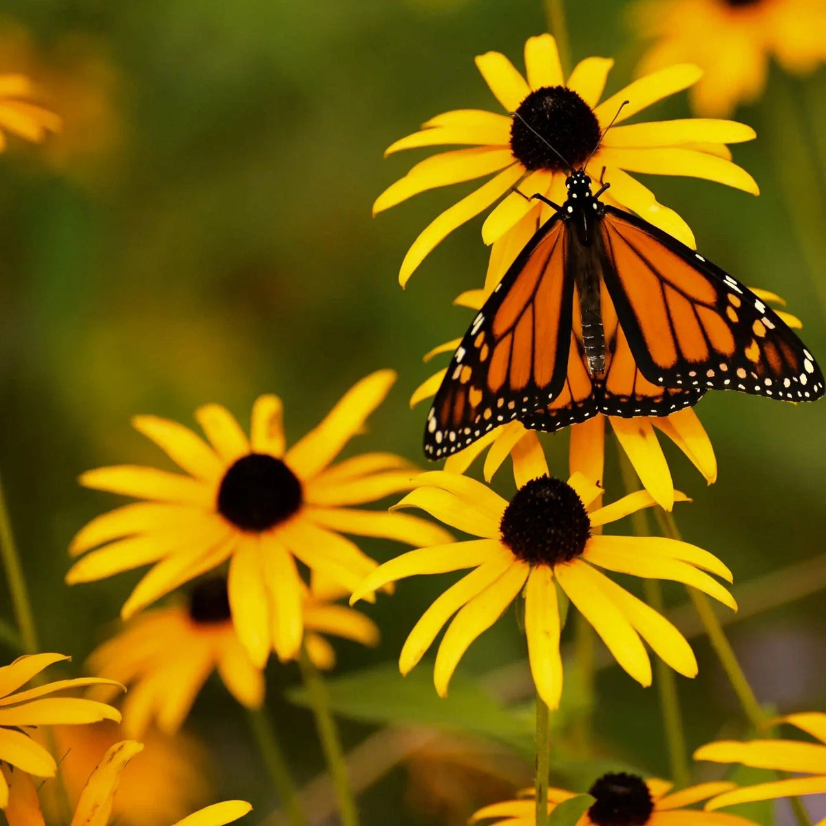 Rudbeckia Seeds - 500+ Pack - Black Eye Susan Perennials - Vibrant Yellow Flowers