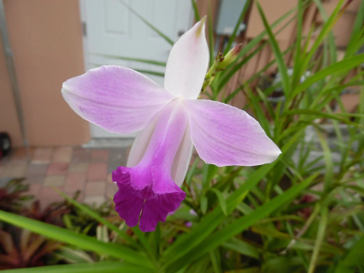 Bamboo Orchid Plant Pup Offset - Arundina Graminifolia Tropical Flowering Orchid
