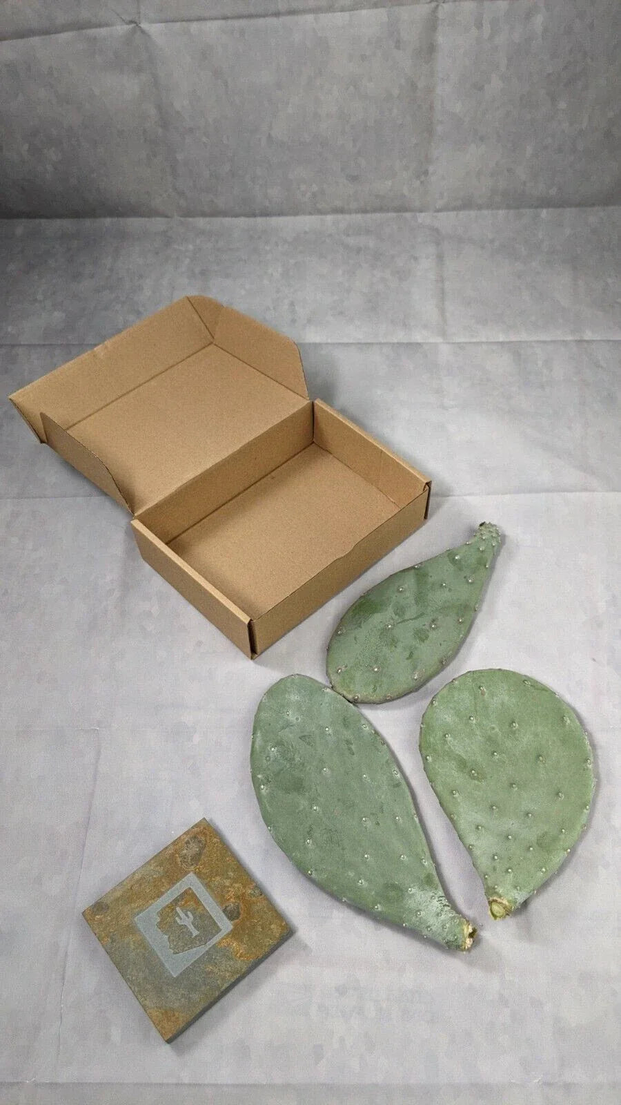 Spineless Prickly Pear Cactus Pads - 3 Pack, 5+ Inches Each, Opuntia Cactus, Arizona Grown