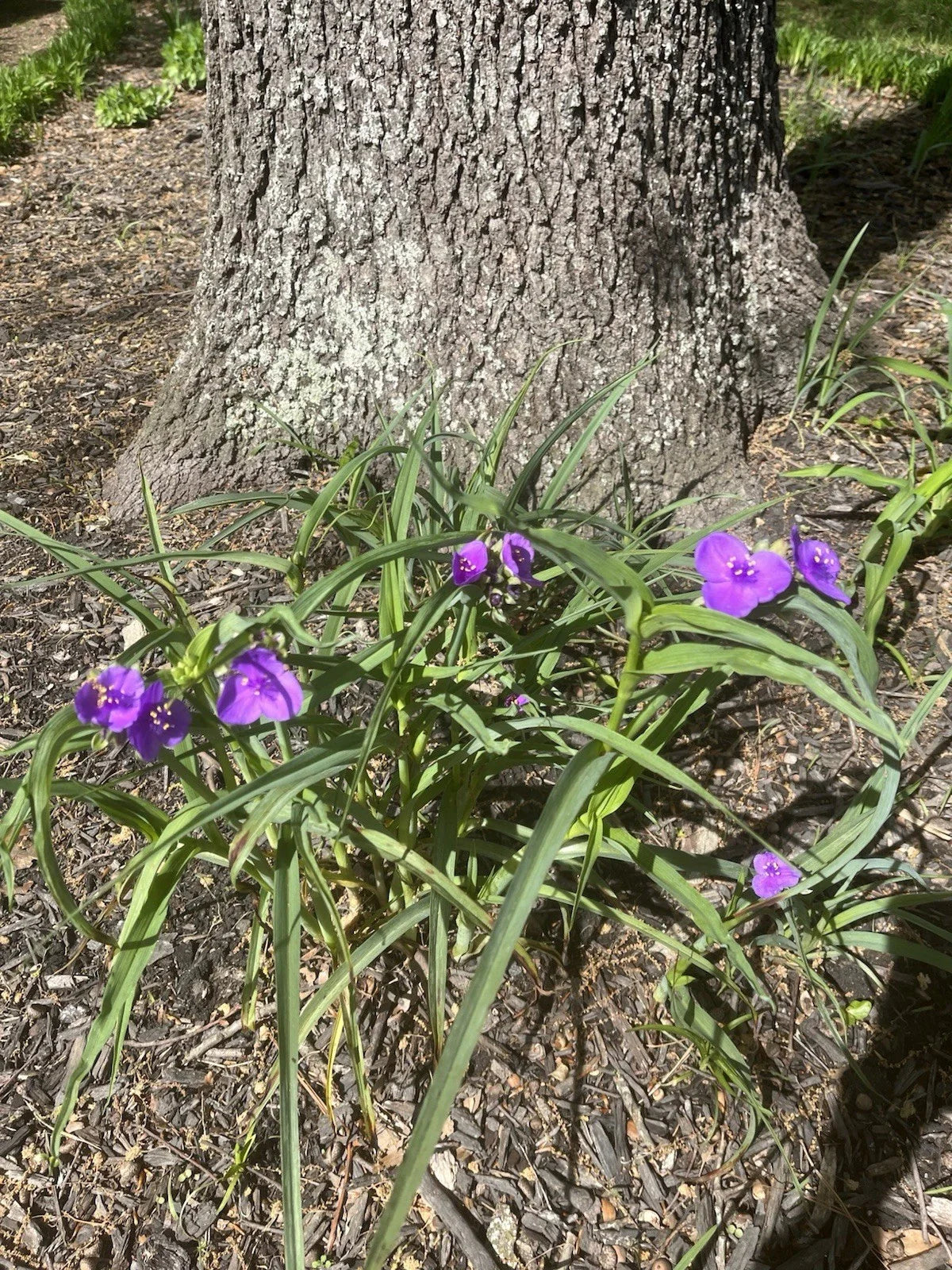 Spiderwort Plant 25 Bare Root Perennial Purple Flowers Tradescantia Virginiana