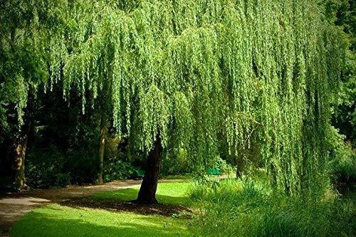 Weeping Willow Tree - Live Plant - Arching Canopy - Salix babylonica - Memorial Gift