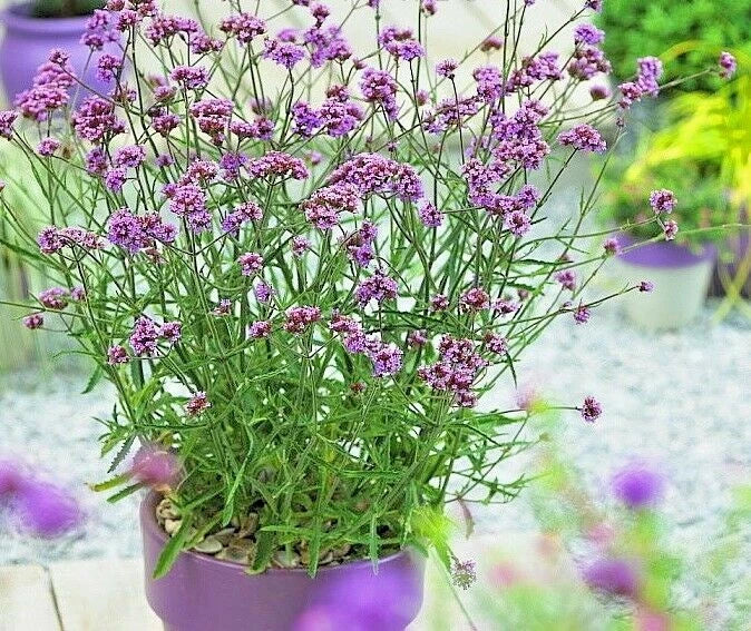 Purpletop Verbena Flower Seeds - 500+ Drought-Resistant Native Wildflower for Container Gardening (Verbena bonariensis)