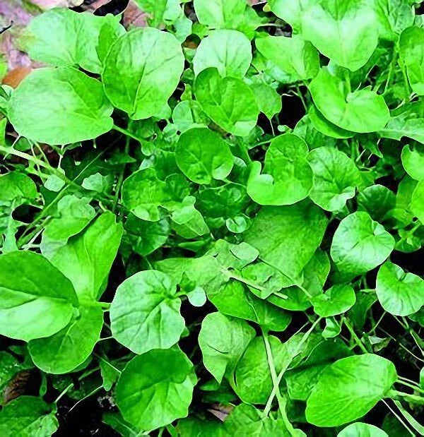 Upland Cress Seeds - 500+ Non-GMO Vegetable Garden Microgreens - Free Shipping - Lepidium sativum