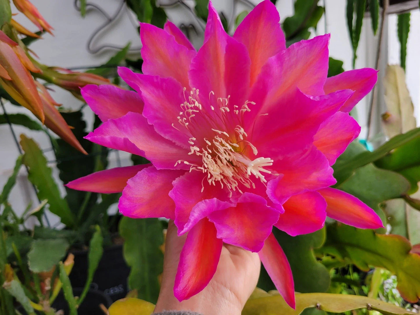 Epiphyllum San Miguel Orchid Cactus - 4 Inch Pot, Well Rooted, Tropical Houseplant, Perfect for Indoor Gardens