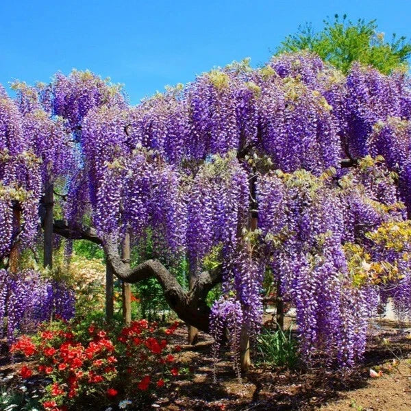 Wisteria Tree Starter Plant - Blue Moon Variety - Well Rooted - Macrostachys