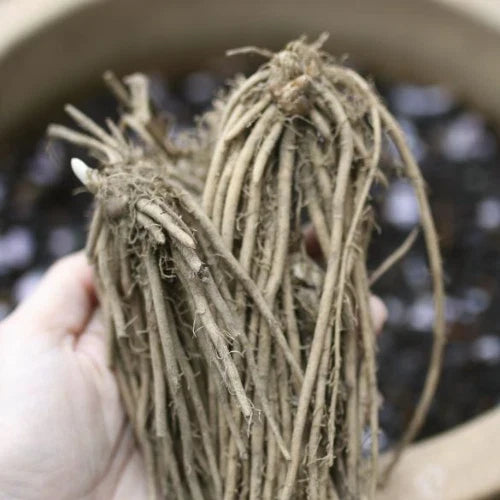 Green Atlas Asparagus Crowns - 10 Bare Root 2-Year Plants - Hand-Picked Nursery Quality - Asparagus officinalis