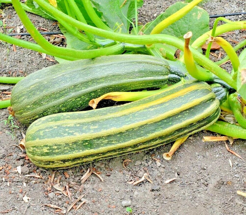 Cocozelle Zucchini Seeds - Organic Heirloom Summer Vegetable Garden - 35+ Seeds - Ideal for Containers