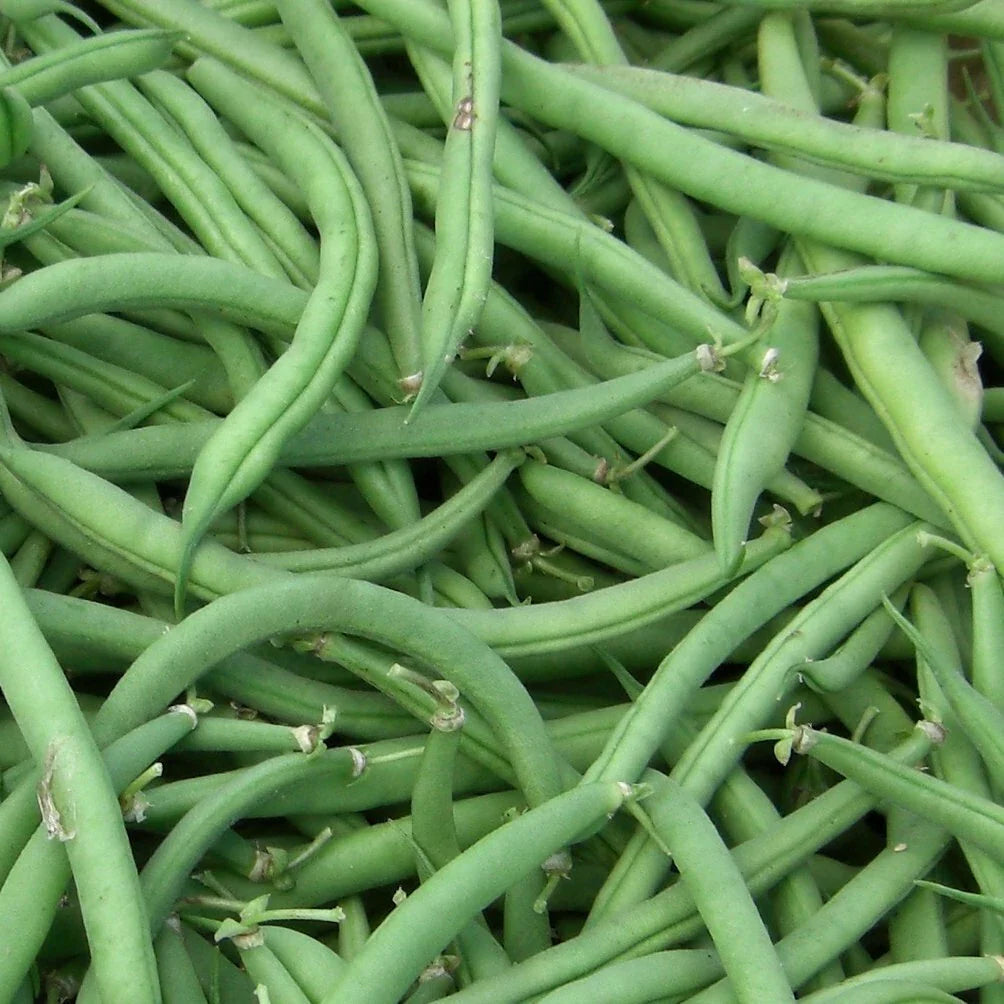 Stringless Green Bean Seeds, Non-GMO, Various Sizes, Phaseolus vulgaris, Burpee Variety, Organic Gardening Essentials