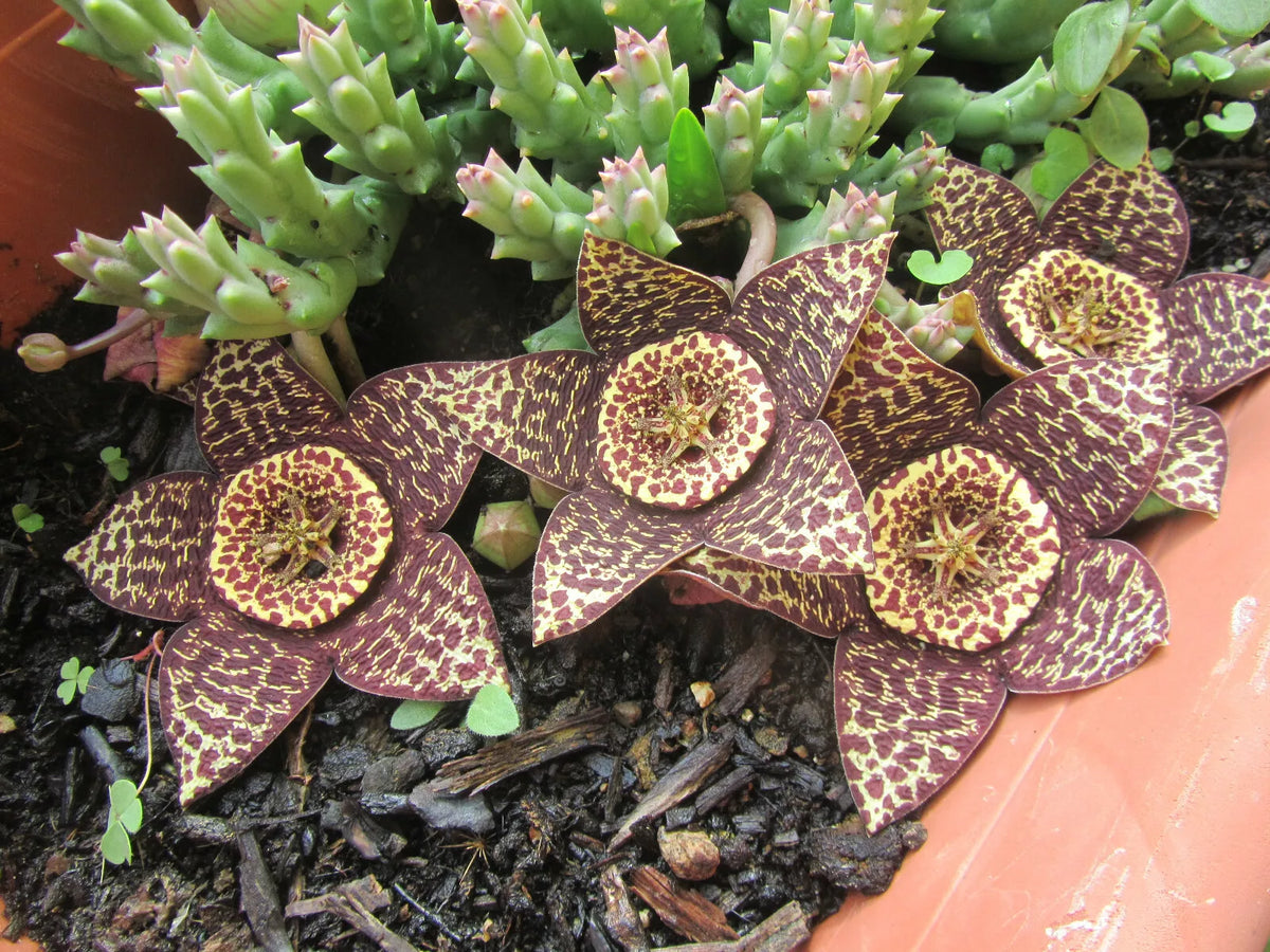 Orbea Variegata Cutting - 3" Rare Lifesaver Plant - Amazing Bloomer, Unique Color, Succulent Variety